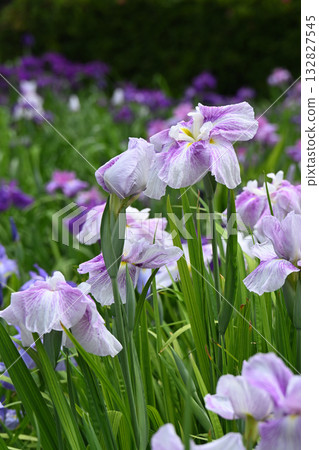 Aurora and irises 132827545