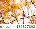 枝頭還殘留著一片紅色的楓葉。 132827802