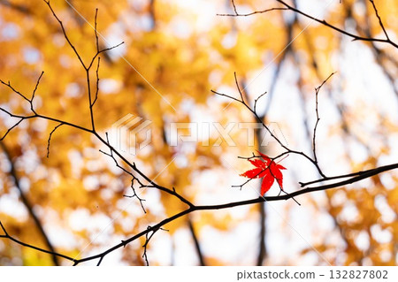 枝頭還殘留著一片紅色的楓葉。 132827802
