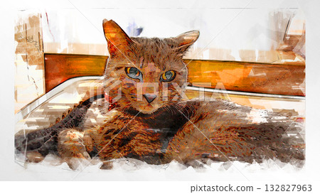 sketch style cat cat cat kijitora gray female female female cat female cat healthy pretty healing 132827963