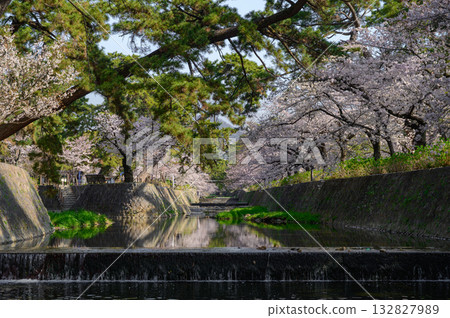 Cherry blossoms at Shukugawa Park in the early morning 132827989