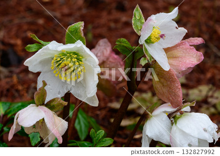 Christmas rose blooming in spring 132827992