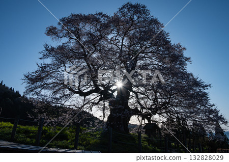 黎明時的醍醐櫻花 132828029