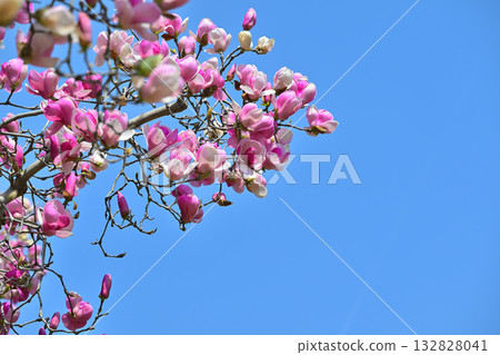 盛開的紫色玉蘭花映襯著藍天，這張照片是用105毫米鏡頭拍攝的。 132828041