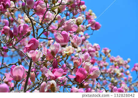 盛開的紫色玉蘭花映襯著藍天，這張照片是用105毫米鏡頭拍攝的。 132828042