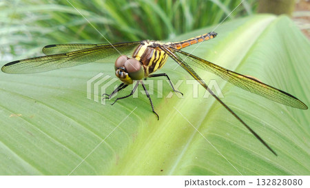 A dragonfly perched on a bright green leaf. A dragonfly perched on a bright green leaf. 132828080