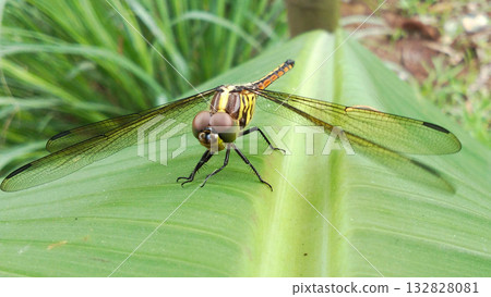 A dragonfly perched on a bright green leaf. A dragonfly perched on a bright green leaf. 132828081