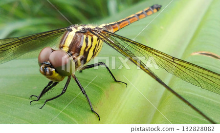 A dragonfly perched on a bright green leaf. 132828082