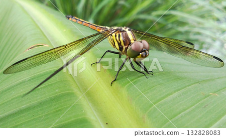A dragonfly perched on a bright green leaf. 132828083
