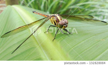 A dragonfly perched on a bright green leaf. 132828084