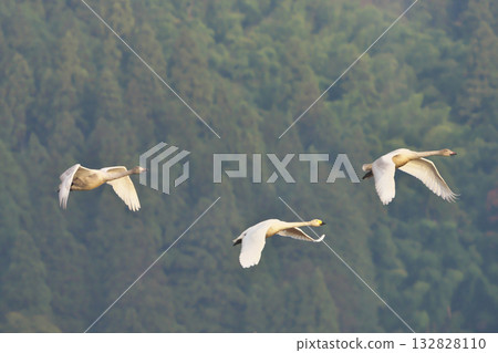 Tundra swan 132828110