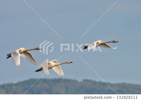 Tundra swan Tundra swan 132828111
