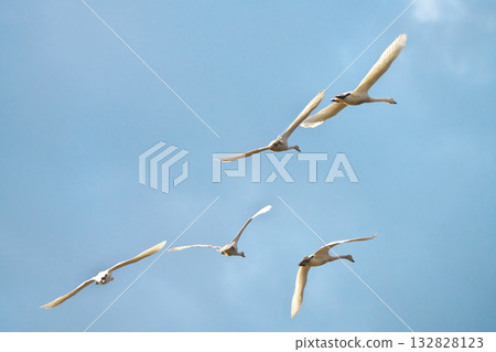 苔原天鵝 132828123