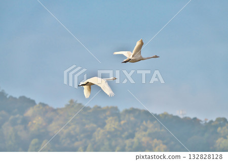 Tundra swan Tundra swan 132828128