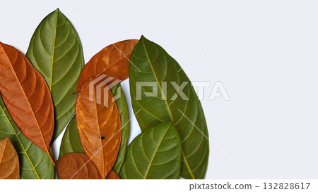 Collection of autumn leaves on a white background. 132828617