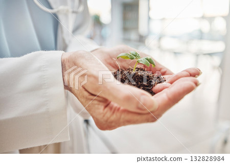 Science, hands and scientist with plant in the lab for research, experiment or agro test. Sustainable, agriculture and professional female agronomist with soil and green leaf in scientific laboratory 132828984