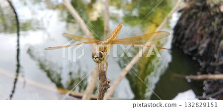 A golden dragonfly perched gracefully on a branch near the water's surface. A golden dragonfly perched gracefully on a branch near the water's surface. 132829151