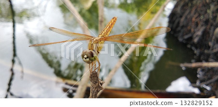 A golden dragonfly perched gracefully on a branch near the water's surface. A golden dragonfly perched gracefully on a branch near the water's surface. 132829152
