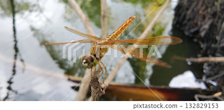 A golden dragonfly perched gracefully on a branch near the water's surface. A golden dragonfly perched gracefully on a branch near the water's surface. 132829153