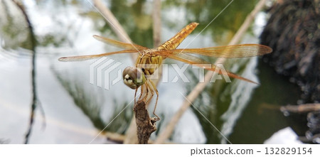 A golden dragonfly perched gracefully on a branch near the water's surface. A golden dragonfly perched gracefully on a branch near the water's surface. 132829154