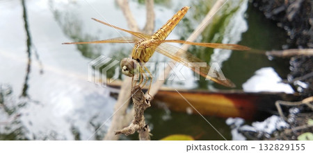 A golden dragonfly perched gracefully on a branch near the water's surface. 132829155