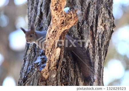蝦夷松鼠爬樹 132829323