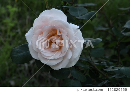 Rose with white and pink 132829366