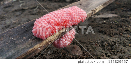Pink snail eggs on wood surface Pink snail eggs on wood surface 132829467