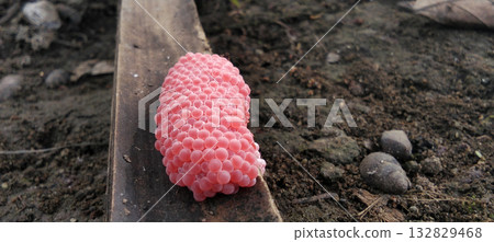 Pink snail eggs on wood surface 132829468