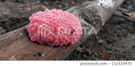 Pink snail eggs on wood surface Pink snail eggs on wood surface 132829470