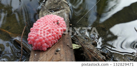 Pink snail eggs on wood surface Pink snail eggs on wood surface 132829471