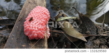 Pink snail eggs on wood surface 132829560