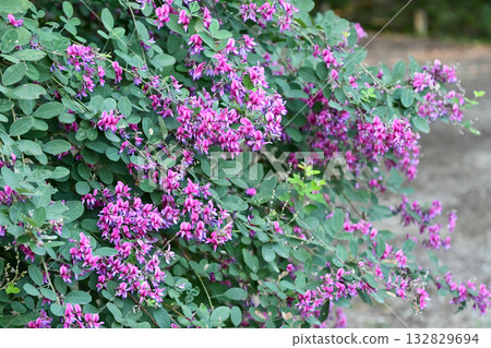 Bush clover flower 132829694
