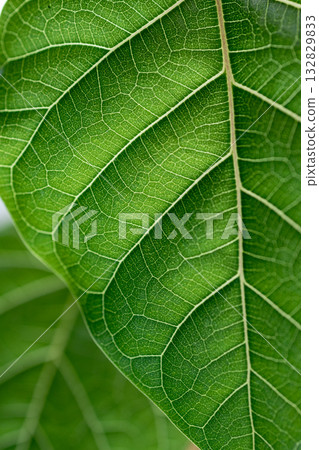 葉脈 132829833