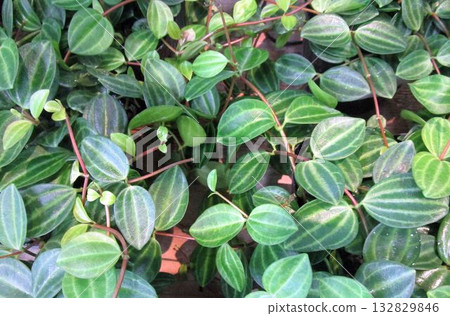 室內植物椒草的葉子特寫 室內植物椒草的葉子特寫 132829846