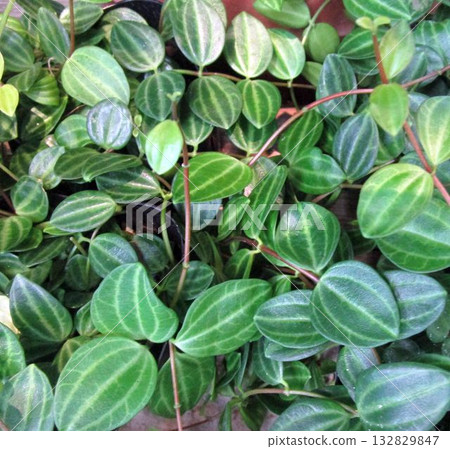 Close-up of the leaves of the houseplant Peperomia Close-up of the leaves of the houseplant Peperomia 132829847