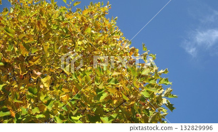 白楊樹葉在藍天的背景下閃閃發光 白楊樹葉在藍天的背景下閃閃發光 132829996