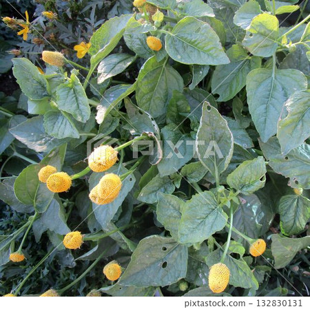 Close-up of yellow flowers and leaves of Spilanthus Close-up of yellow flowers and leaves of Spilanthus 132830131