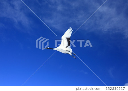 丹頂鶴在藍藍的天空中飛翔 丹頂鶴在藍藍的天空中飛翔 132830217