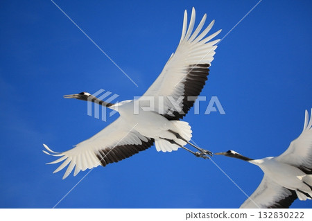 Two red-crowned cranes flying in the blue sky Two red-crowned cranes flying in the blue sky 132830222