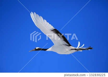 Red-crowned crane flying in the blue sky 132830225