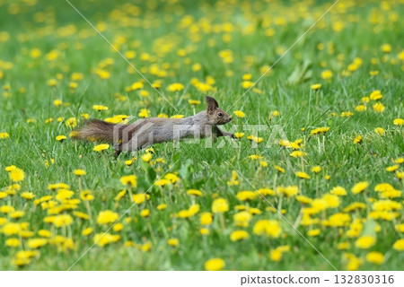 Dandelion flowers and squirrels blooming in the spring field Dandelion flowers and squirrels blooming in the spring field 132830316