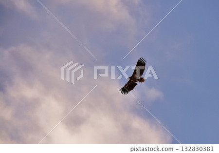 White-tailed fly in the sky White-tailed fly in the sky 132830381