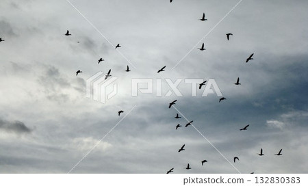 一群野鴨在空中飛翔 132830383