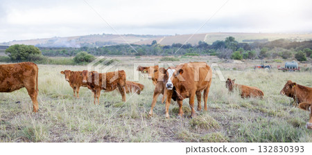Cows, countryside and agriculture field with milking and meat cattle outdoor. Sustainability, organic and eco friendly farming for beef production with farm animals in grass landscape in nature Cows, countryside and agriculture field with milking and meat cattle outdoor. Sustainability, organic and eco friendly farming for beef production with farm animals in grass landscape in nature 132830393