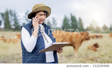 Farm, veterinary and woman on a phone call with clipboard for inspection, healthcare and cow wellness. Agriculture, communication and senior vet working in countryside, cattle farming and livestock 132830406