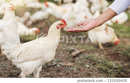 Grain, chicken farming and woman hands on free range poultry farm, environment and agriculture field. Sustainability, animal care and farmer feeding chickens with bird seeds in countryside garden 132830420