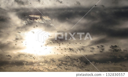 一群野鴨在空中飛翔 132830557