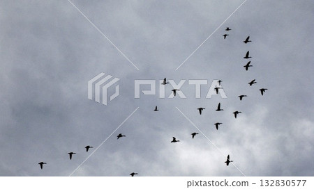 A flock of mallards flying in the sky A flock of mallards flying in the sky 132830577