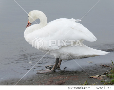Swans standing on the waterfront of Lake Teganuma 132831032